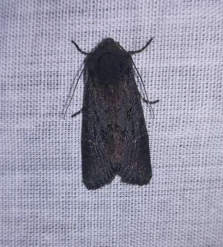 Noctuelle anthracite  - Thomas Lux