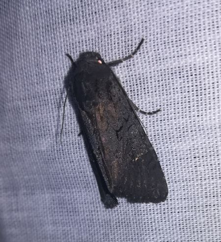 Aporophyla nigra  - Thomas Lux