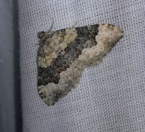 Epirrhoe galiata  - Thomas Lux