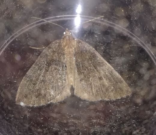Hydriomena furcata  - Thomas Lux