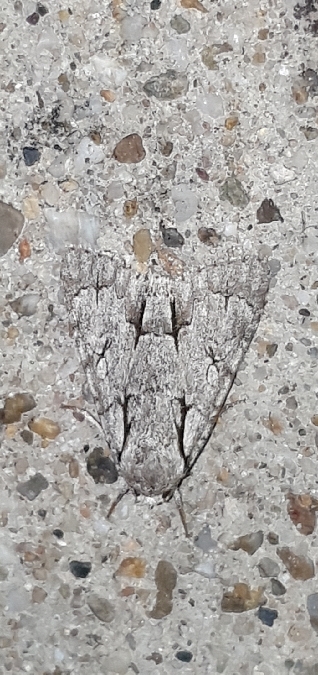 Acronicta psi  - Melchior Viallet