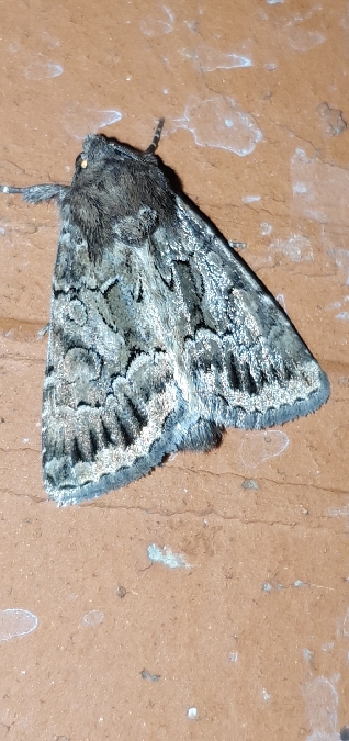 Noctuelle cythérée  - Melchior Viallet