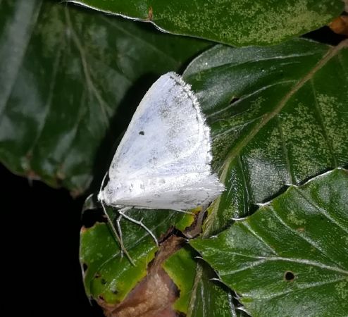 Lomographa temerata  - Thomas Lux