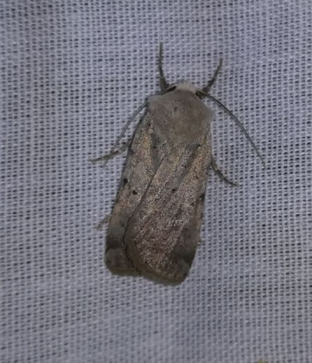 Chersotis margaritacea  - Thomas Lux