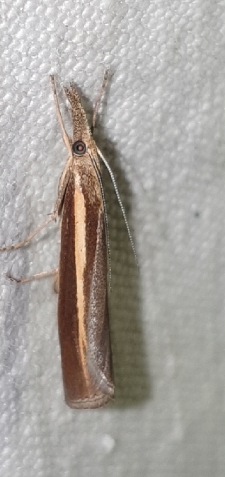 Crambus des tiges  - Melchior Viallet
