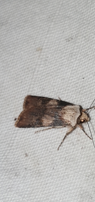 Noctuelle des renouées  - Melchior Viallet