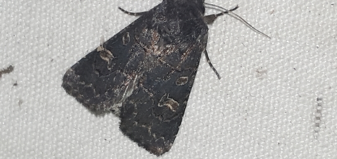 Tholera cespitis  - Melchior Viallet