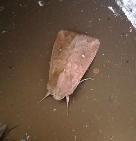 Mythimna albipuncta  - Thomas Lux