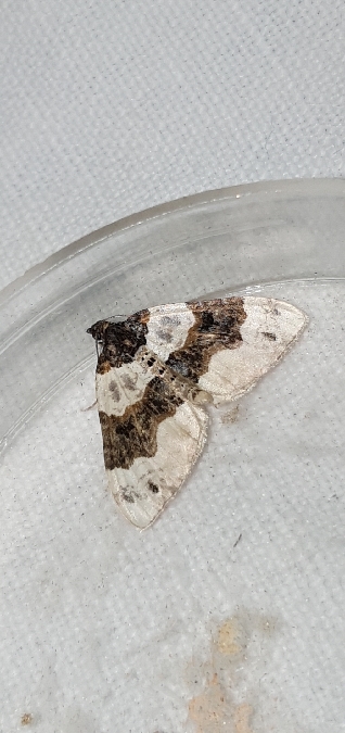 Lynx  - Melchior Viallet