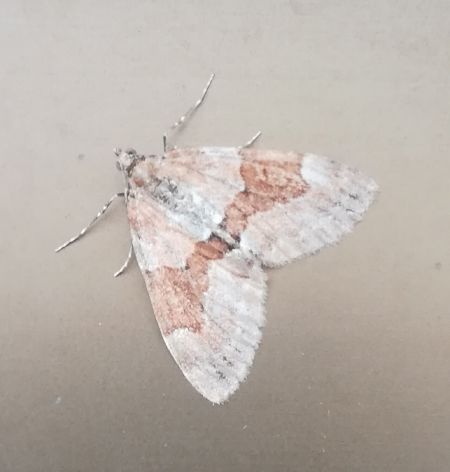 Thera obeliscata  - Thomas Lux