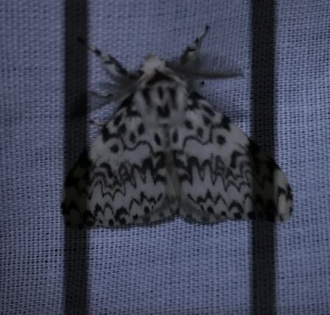 Lymantria monacha  - Thomas Lux