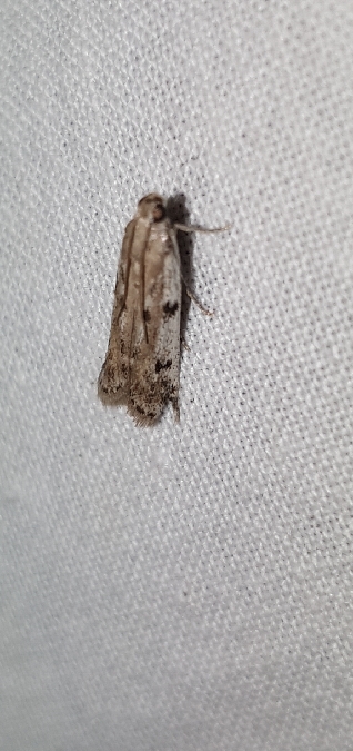 Phycitodes binaevella  - Melchior Viallet