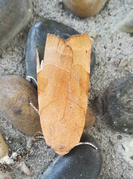 Noctua fimbriata  - Thomas Lux