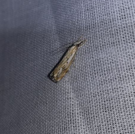 Catoptria falsella  - Thomas Lux