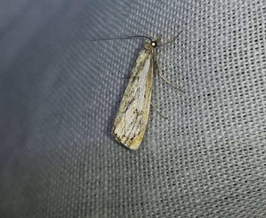 Catoptria falsella  - Thomas Lux