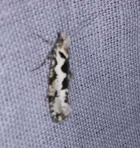 Ypsolopha sequella  - Thomas Lux