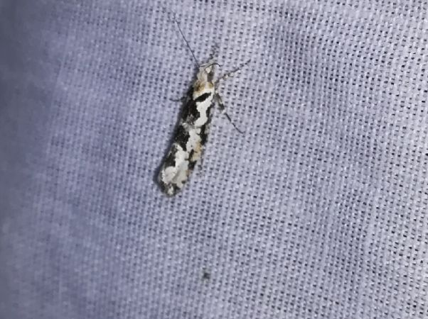 Ypsolopha sequella  - Thomas Lux