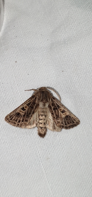 Tholera decimalis  - Melchior Viallet