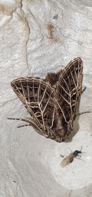 Tholera decimalis  - Melchior Viallet