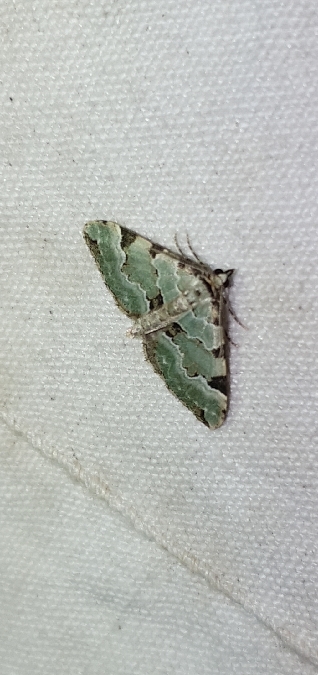 Colostygia pectinataria  - Melchior Viallet