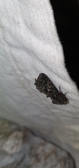 Aedia leucomelas  - Melchior Viallet