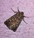 Tholera decimalis  - Thomas Lux