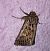 Tholera decimalis  - Thomas Lux