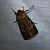 Cerapteryx graminis  - Thomas Lux