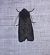Noctuelle anthracite  - Thomas Lux
