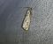 Catoptria falsella  - Thomas Lux