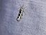 Ypsolopha sequella  - Thomas Lux