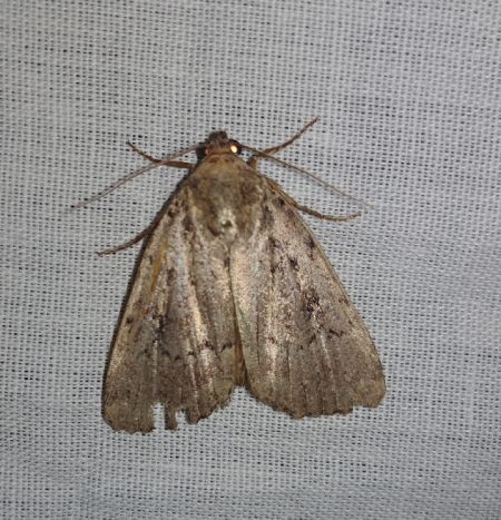 Luperina testacea 