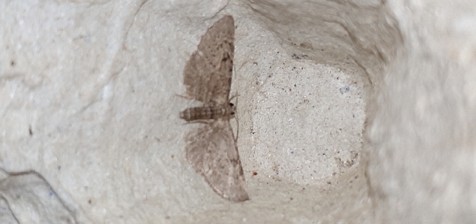 Eupithecia virgaureata  - Melchior Viallet