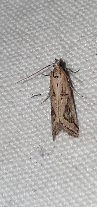 Pempelia genistella  - Melchior Viallet