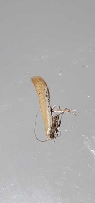 Aspilapteryx tringipennella  - Melchior Viallet