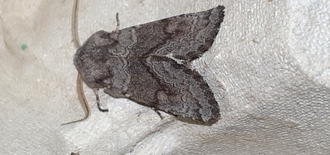 Noctuelle boueuse  - Melchior Viallet