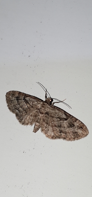 Eupithecia ericeata  - Melchior Viallet