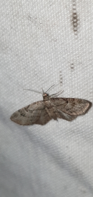 Eupithecia ericeata  - Melchior Viallet