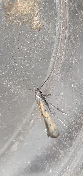 Ochromolopis ictella  - Melchior Viallet
