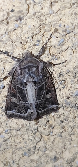 Leucochlaena oditis  - Melchior Viallet