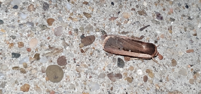 Ochropleura leucogaster  - Melchior Viallet