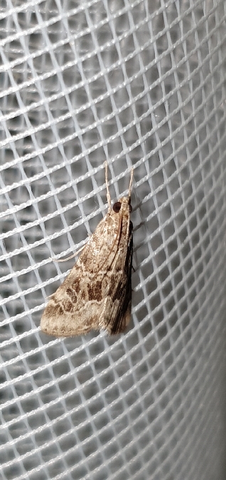 Hellula undalis  - Melchior Viallet