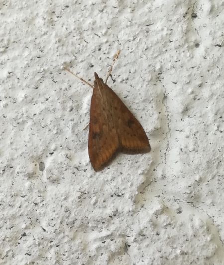 Udea ferrugalis  - Thomas Lux
