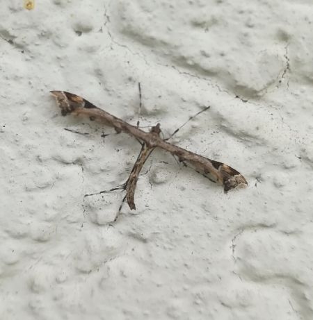 Amblyptilia acanthadactyla  - Thomas Lux