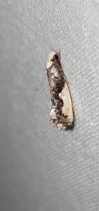 Monopis monachella  - Melchior Viallet