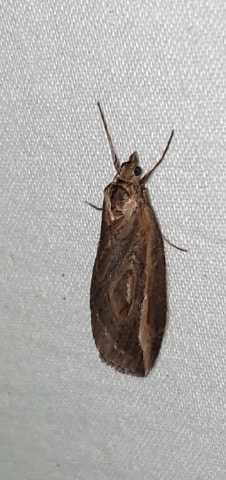 Chesias legatella  - Melchior Viallet