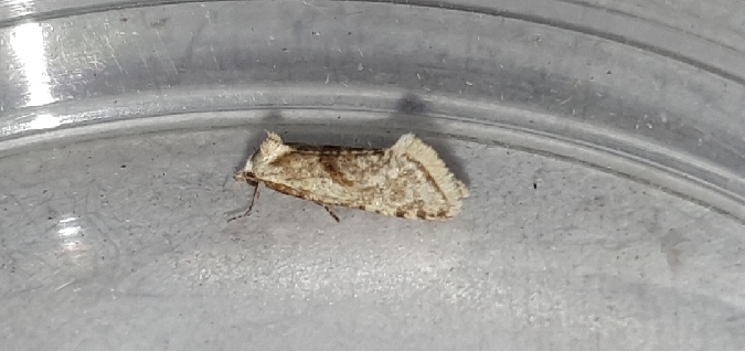 Cochylimorpha straminea  - Melchior Viallet