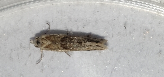 Cochylimorpha straminea  - Melchior Viallet