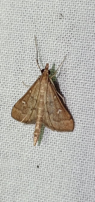 Dolicharthria punctalis  - Melchior Viallet