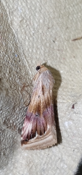 Eublemma ostrina  - Melchior Viallet